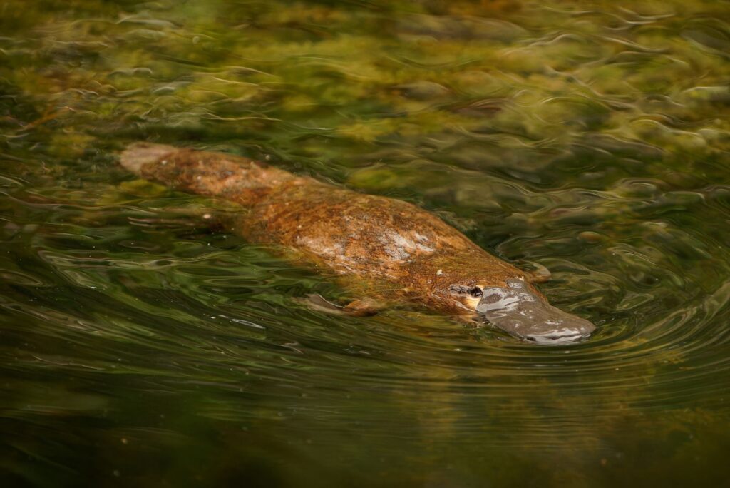 platypus