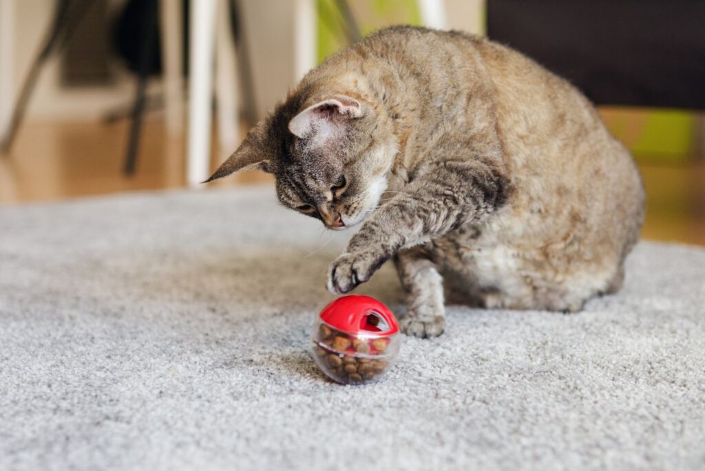 playful cat