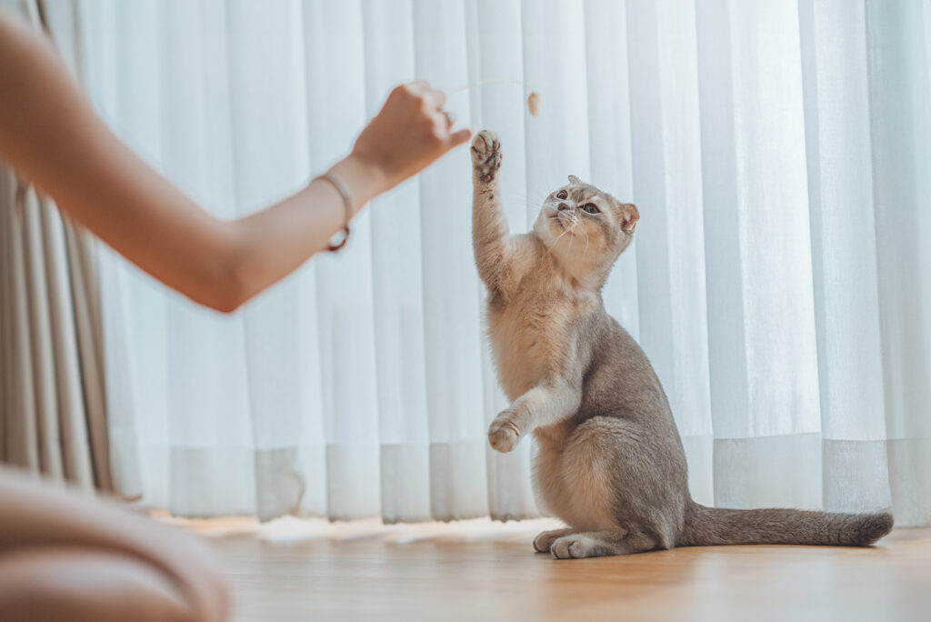 playful cat with a girl