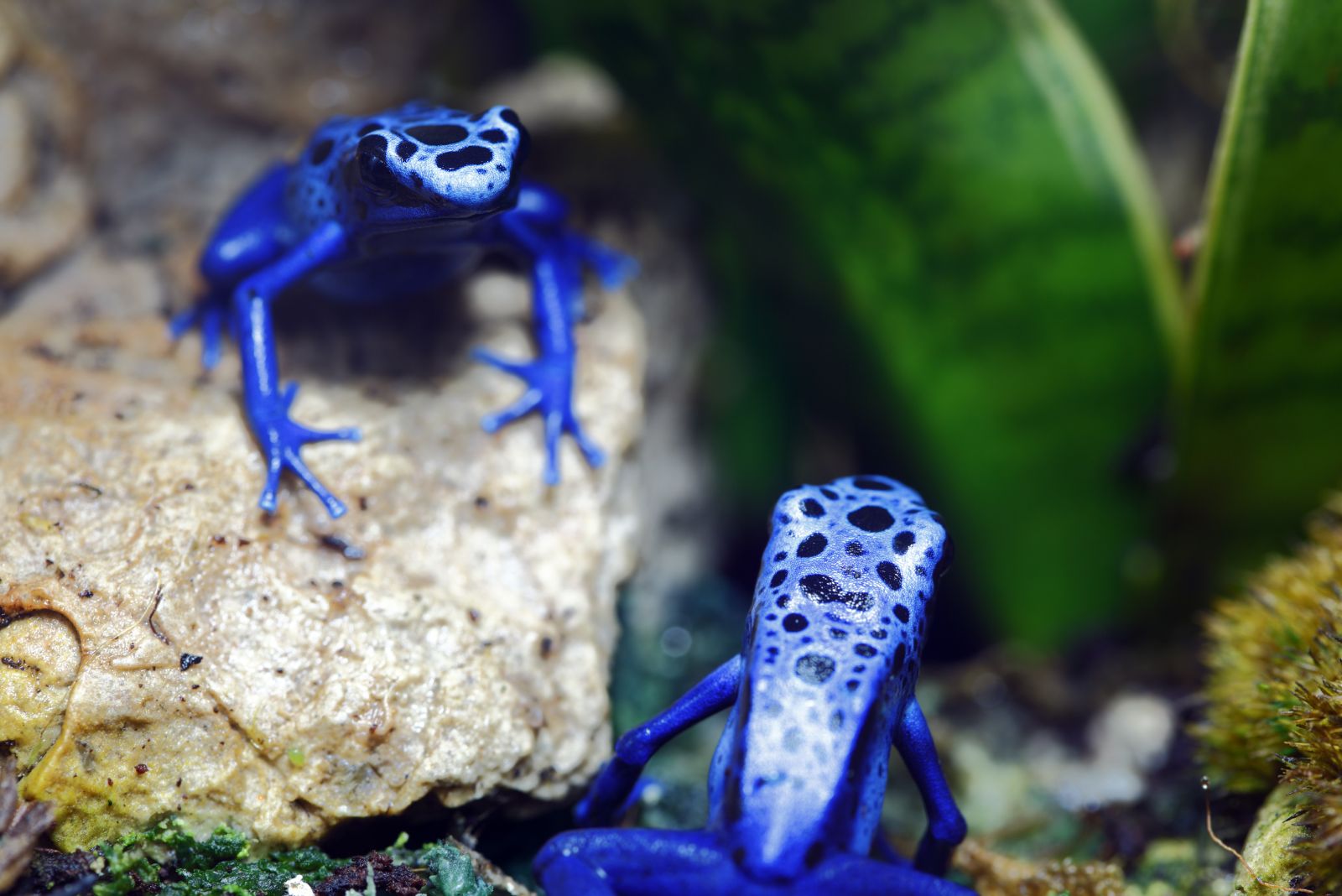 poison dart frogs