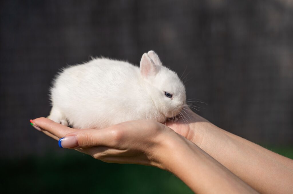 polish rabbit