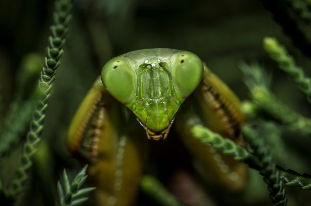 praying mantis