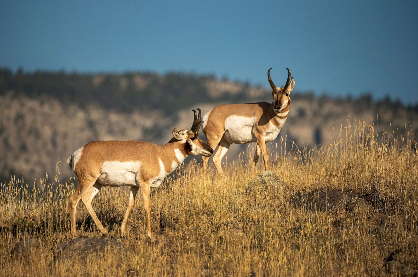 pronghorn antelope