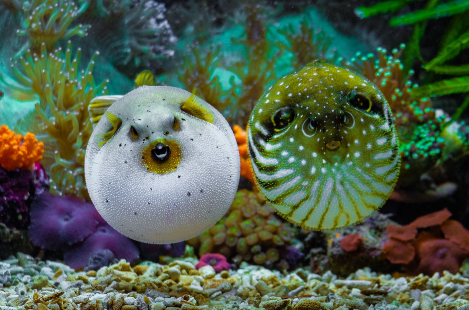 puffer fish