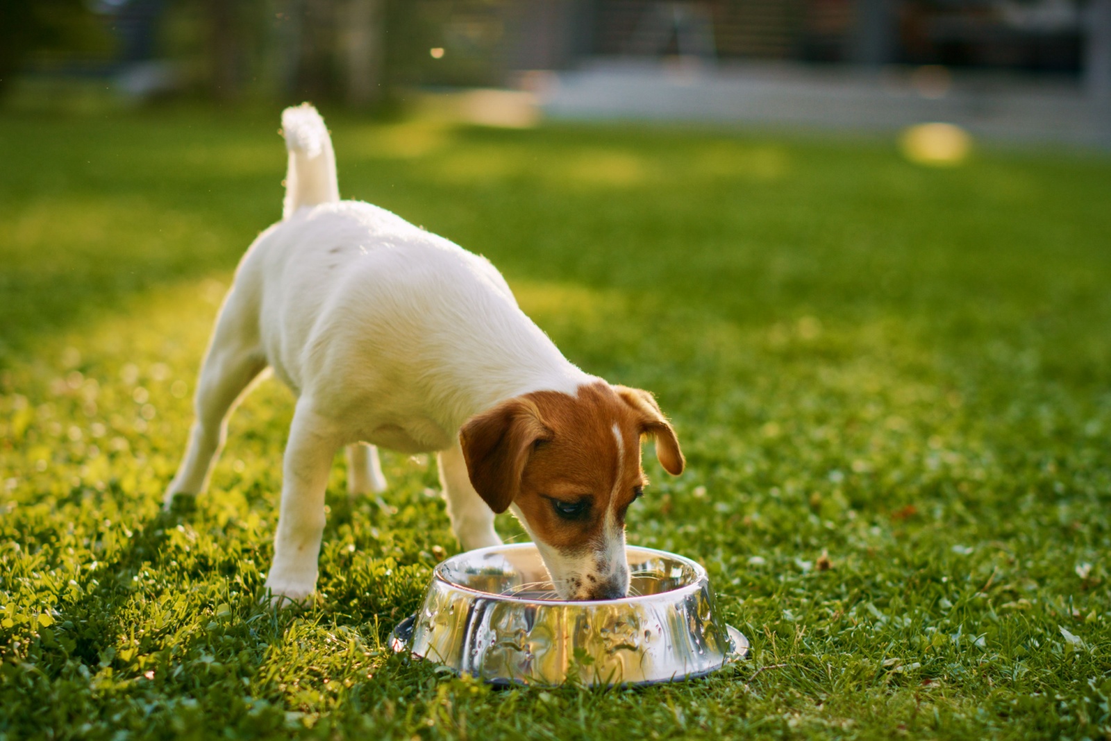 puppy eating