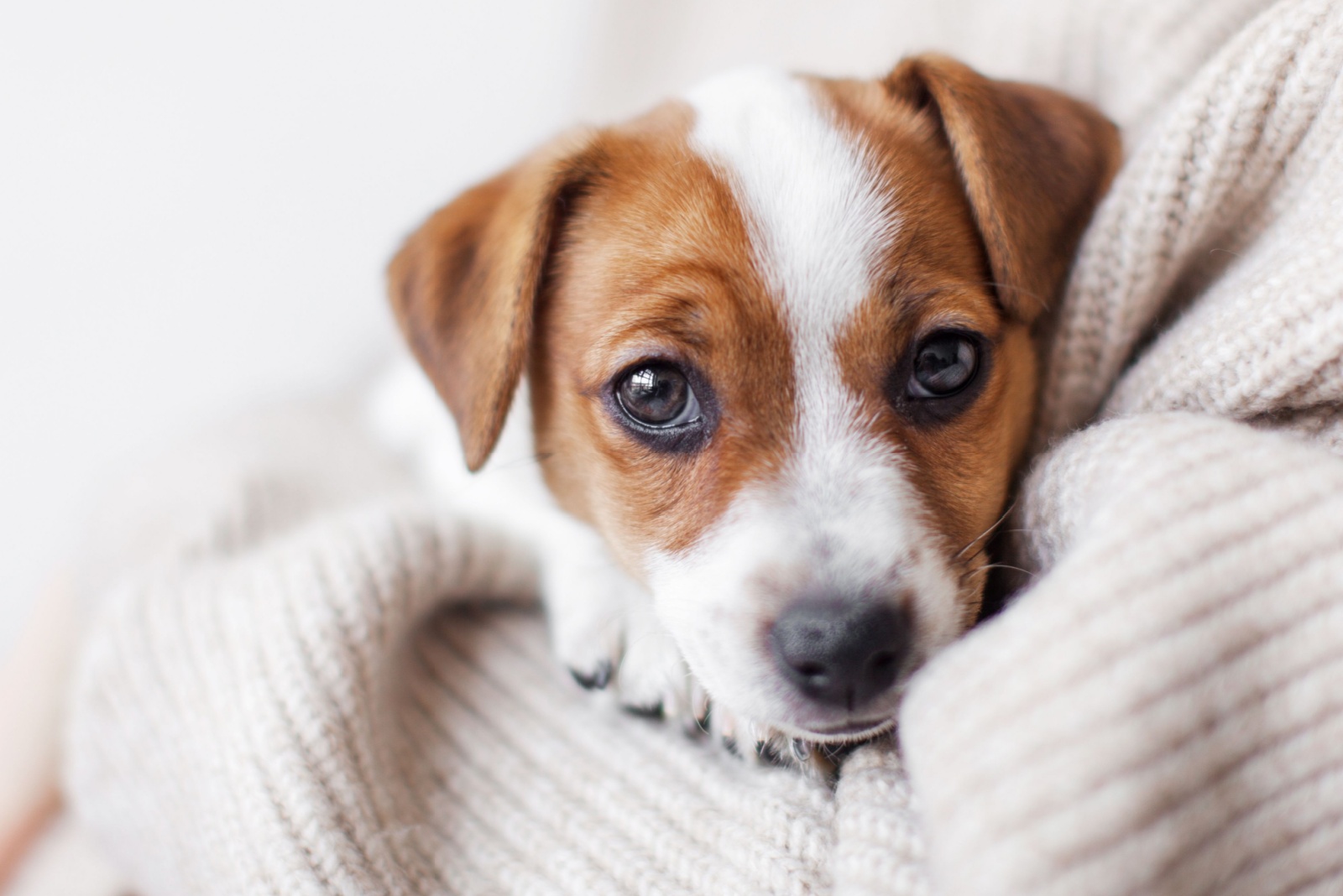 puppy in a hug