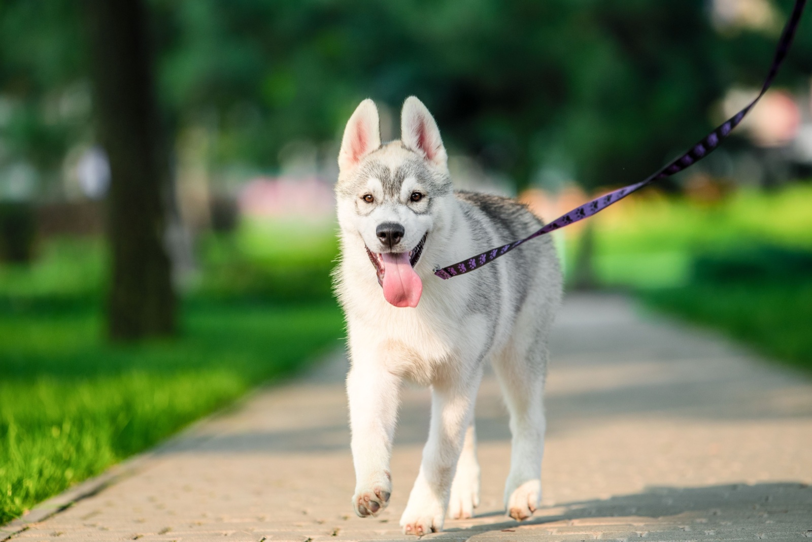 puppy on a leash