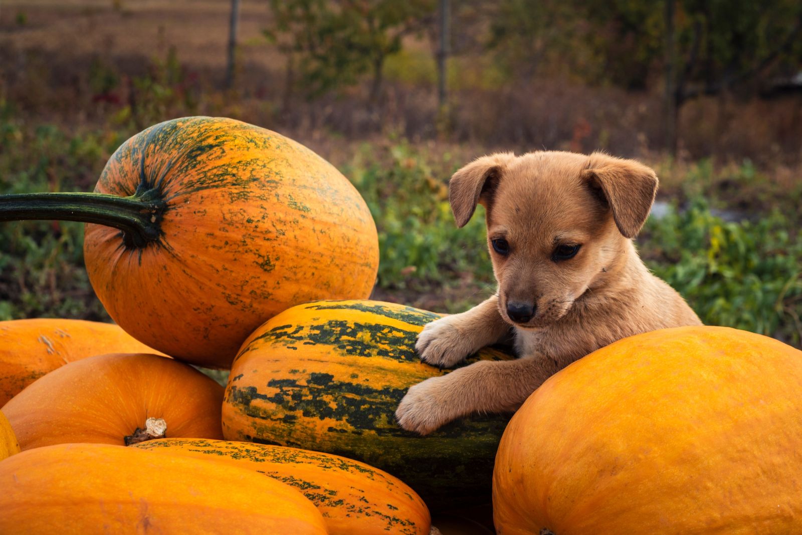 puppy on pumpkins