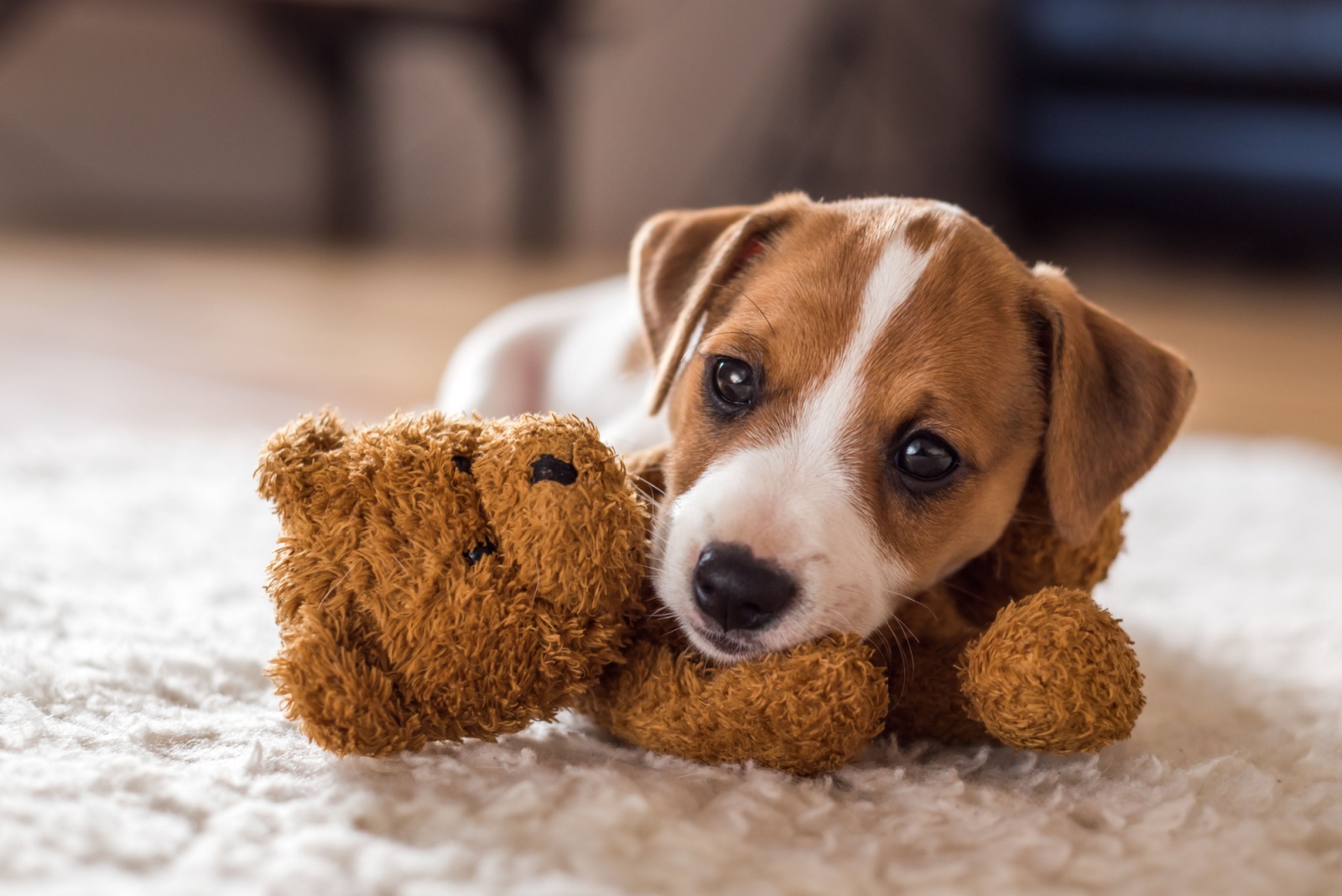 puppy with toy