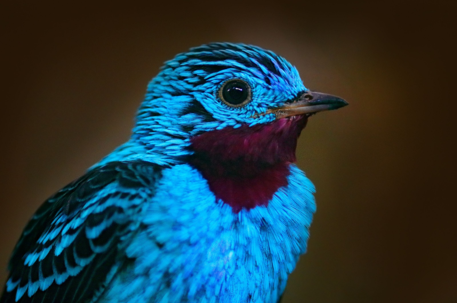 purple blue bird