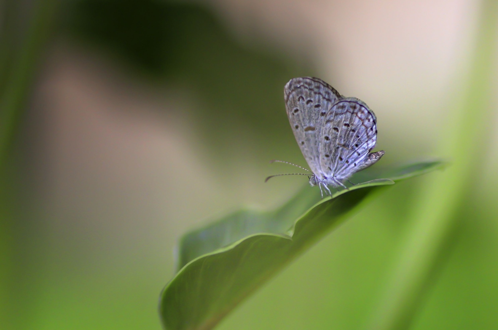 pygmy butterfly