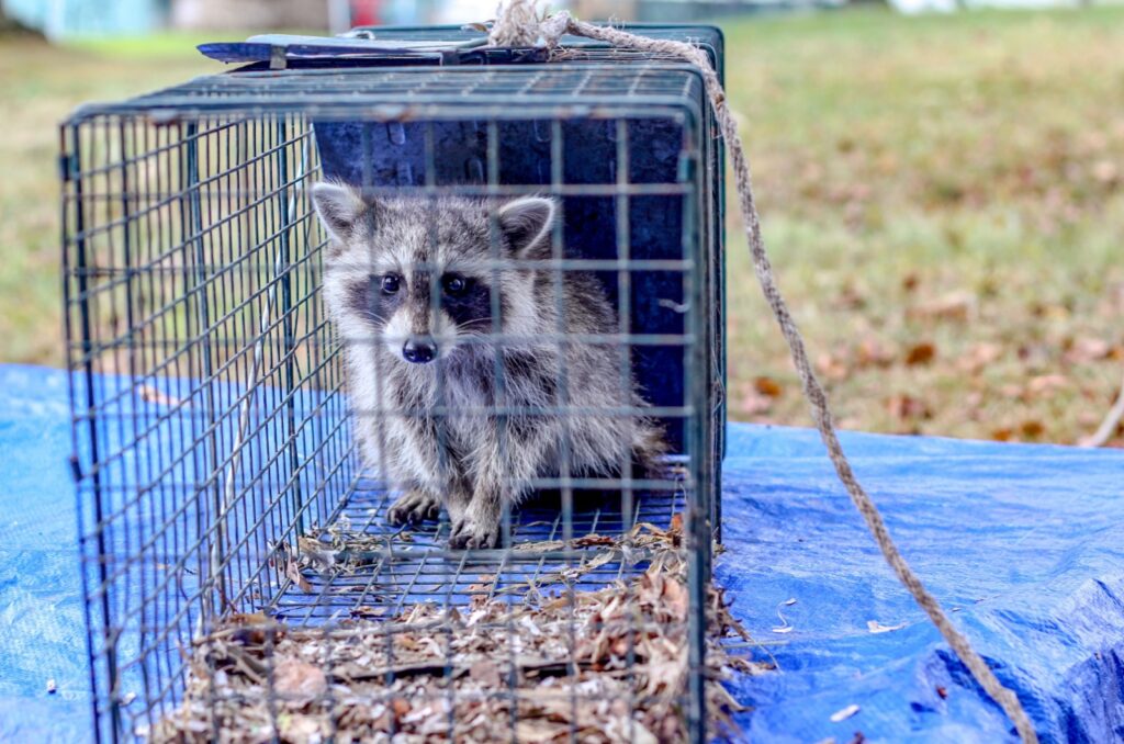 racoon in cage (humans)