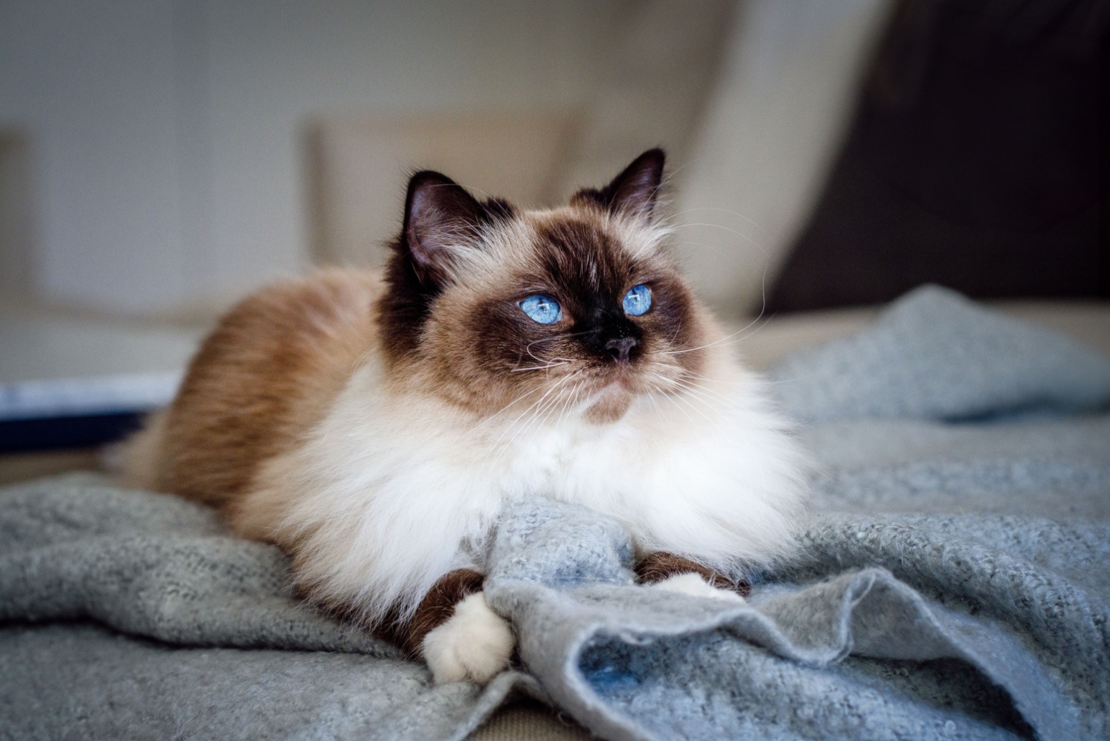 ragdoll cat laying