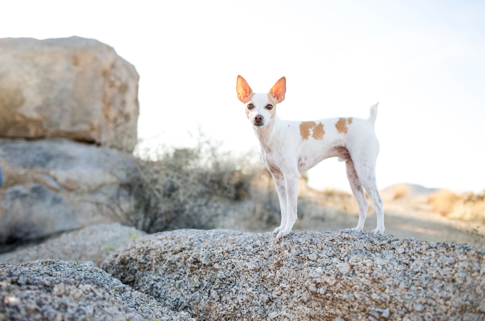 rat terrier