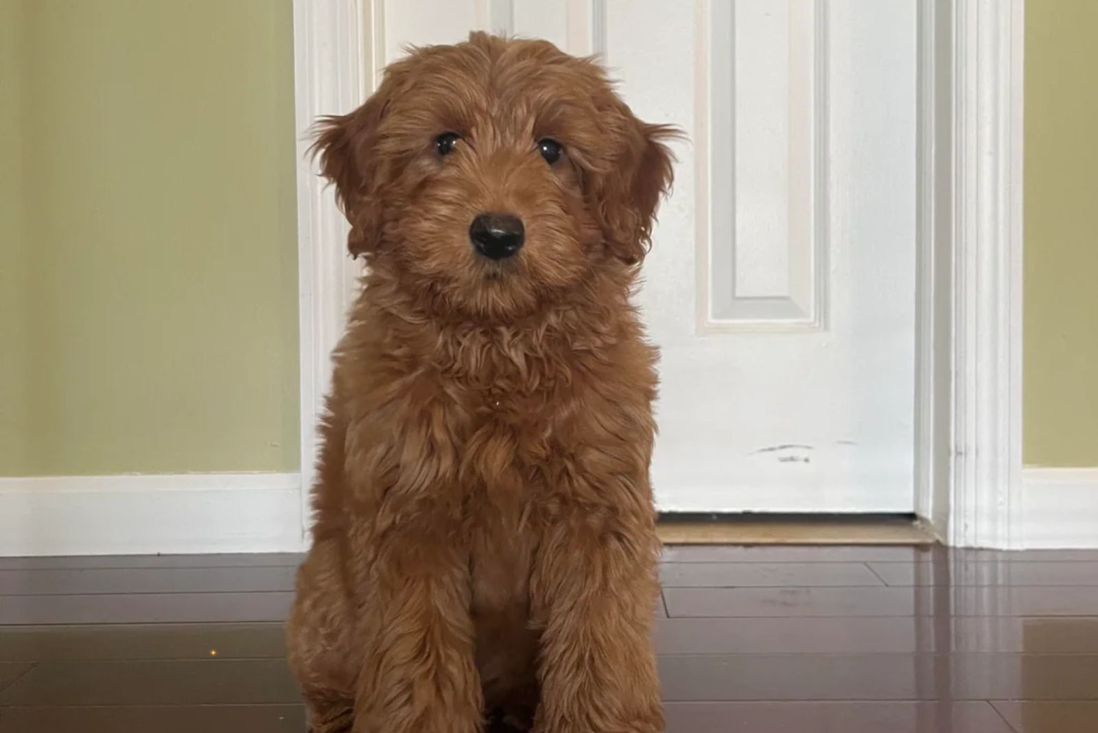 red golden doodle