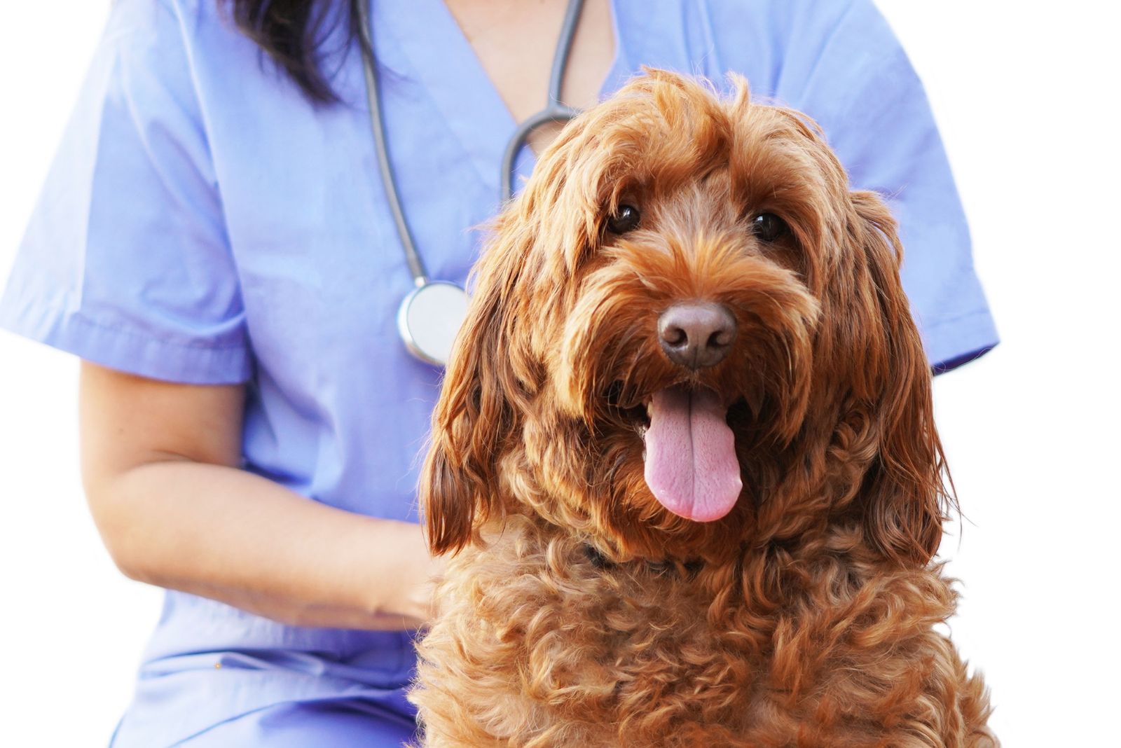 red-goldendoodle