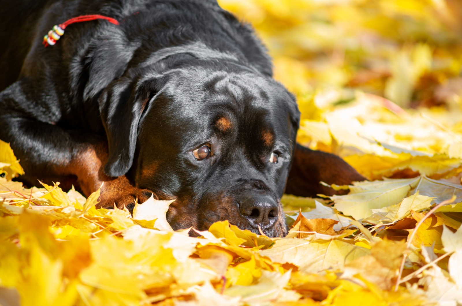 rottweiler