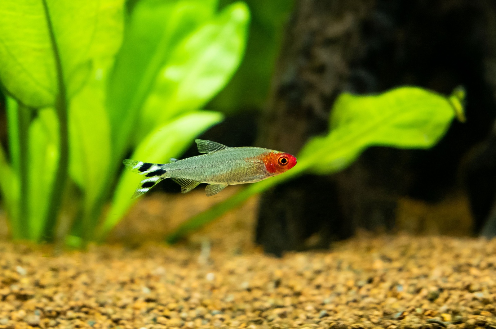 rummy nose tetra