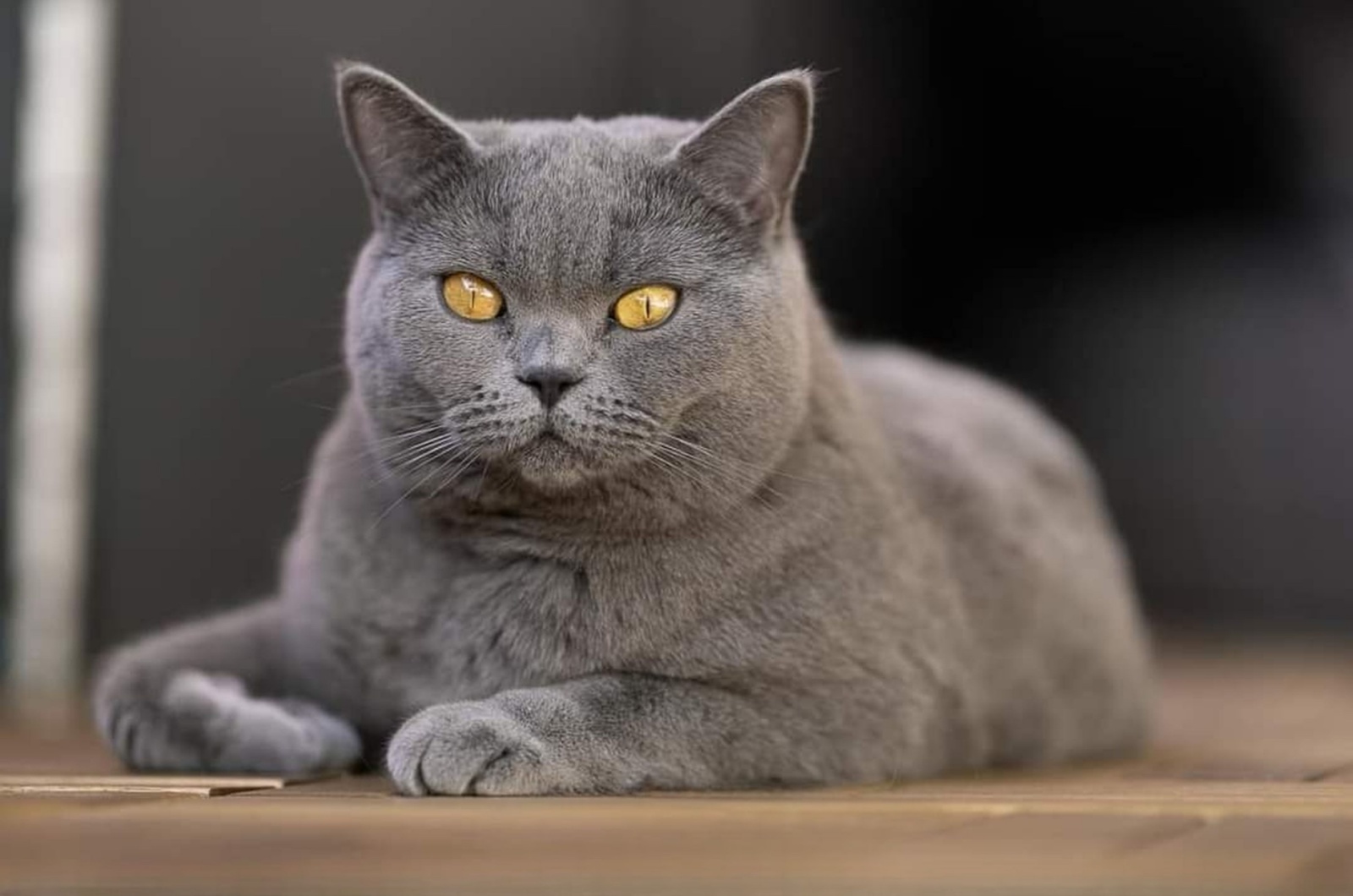 russian blue cat lying