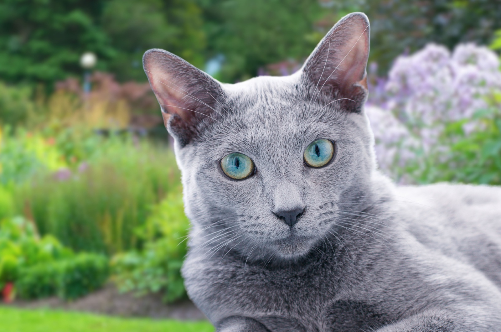 russian blue cat