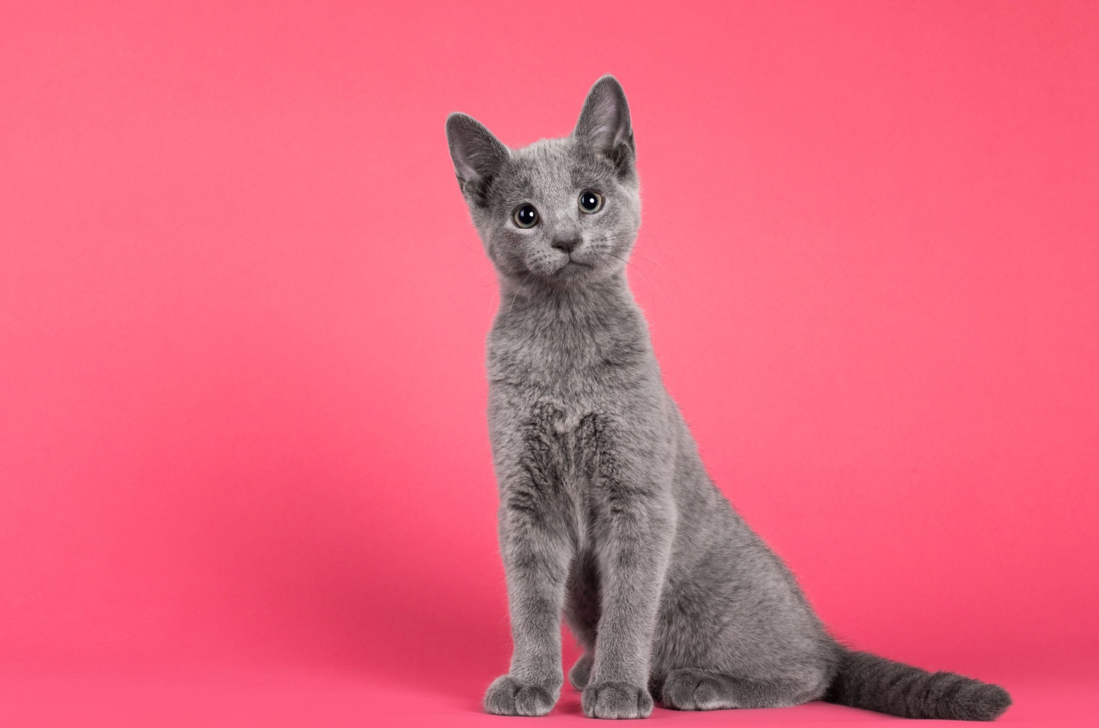 russian blue kitten