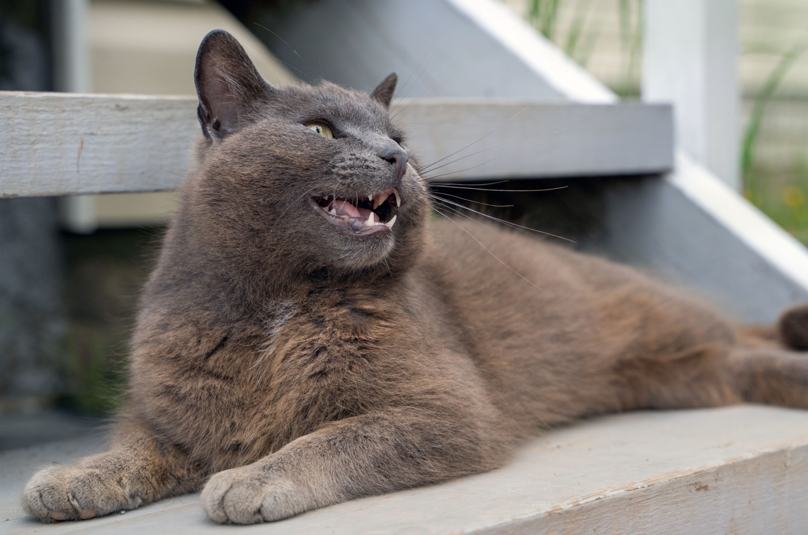 Are Russian Blue Cats Aggressive? 9 Possible Reasons They Might Be