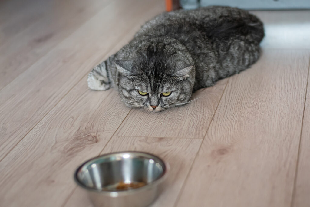 sad cat lying on the laminate