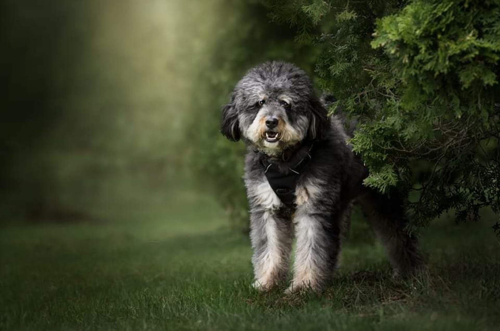 saint berndoodle