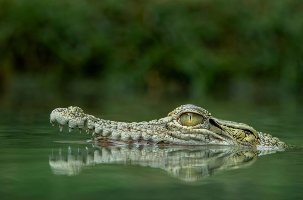 saltwater crocodile