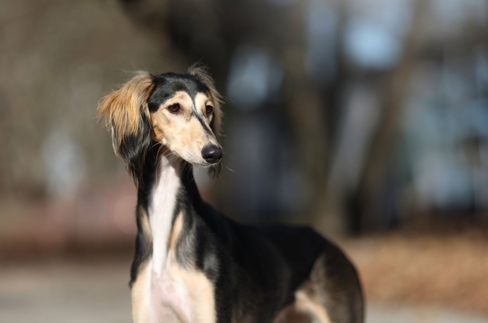 saluki