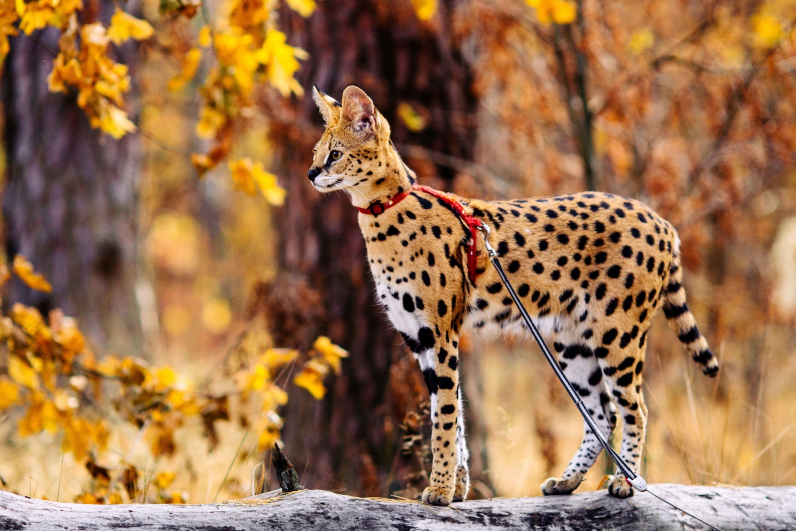 serval cat