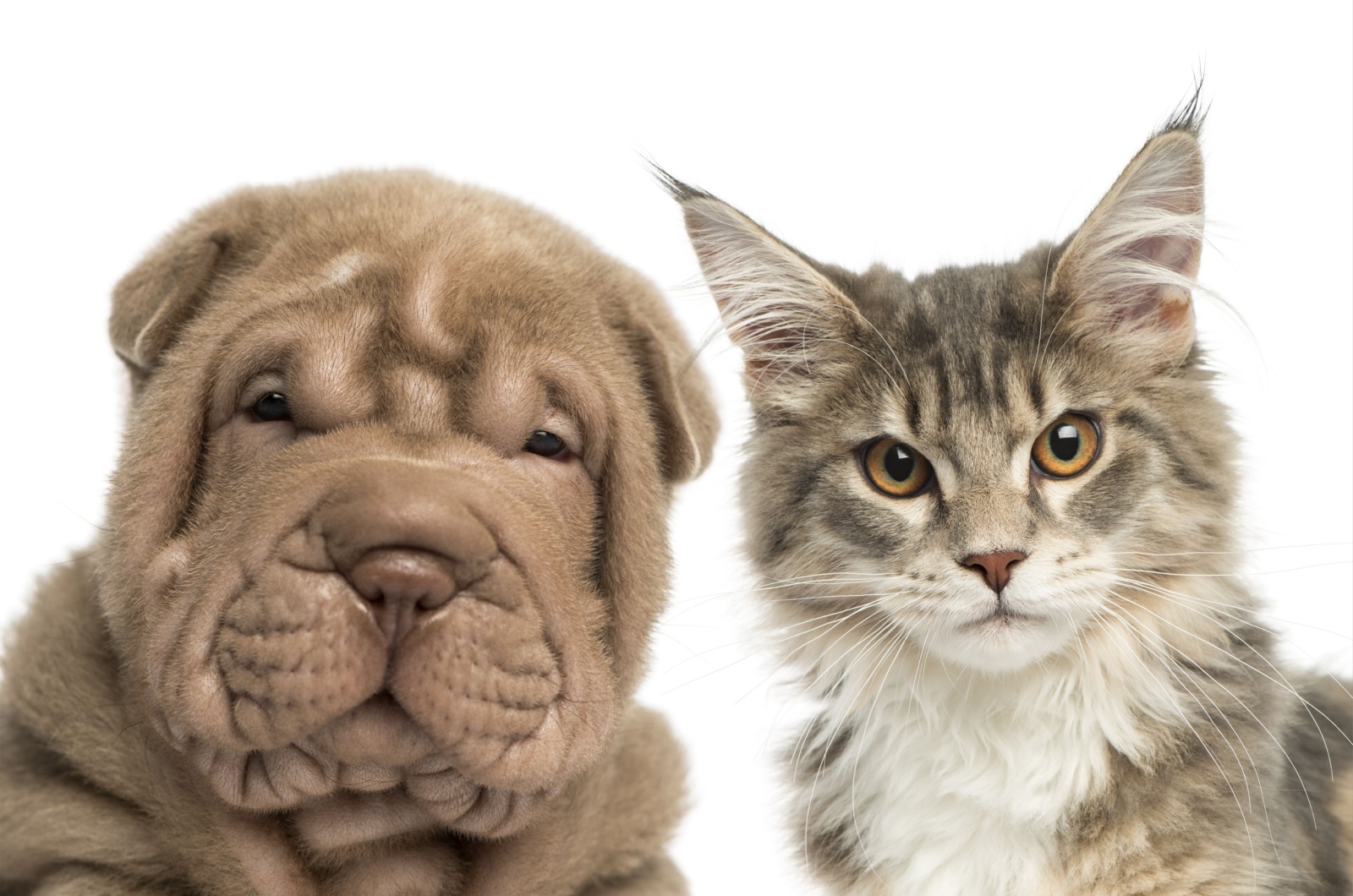 shar pei and cat