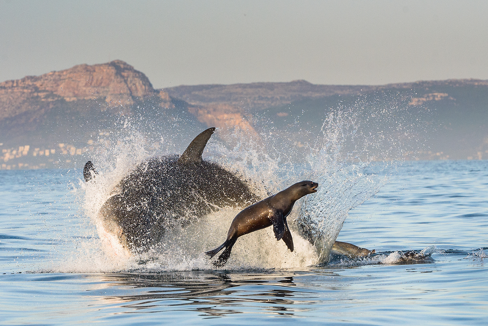 shark and the seagull in the sea