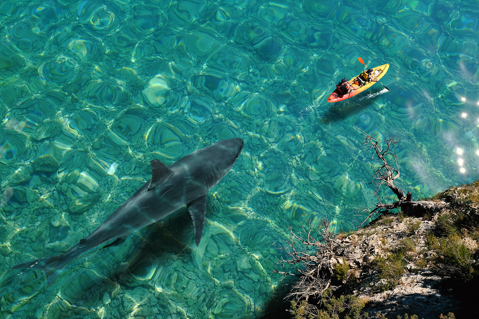 shark swimming towards kayak with people