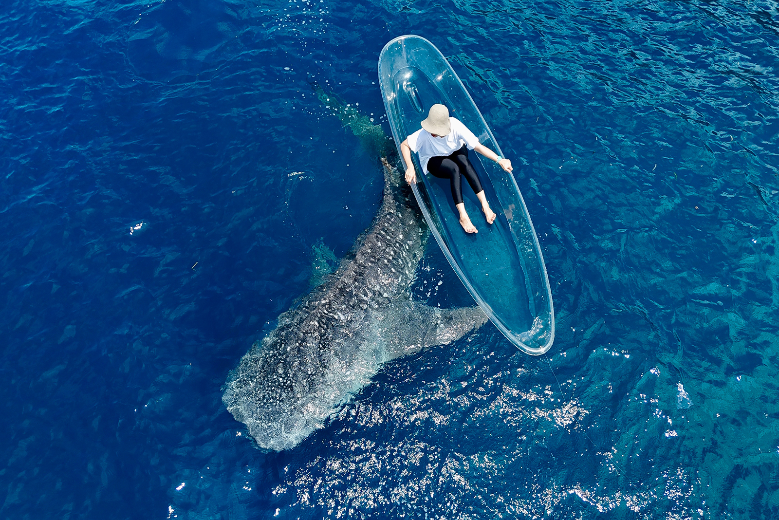 shark under the boat with woman