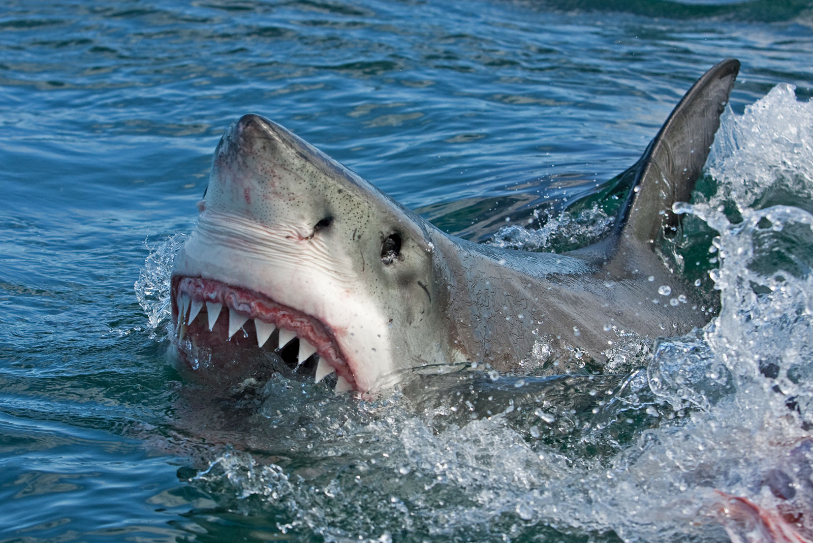 shark with open mouth in the sea