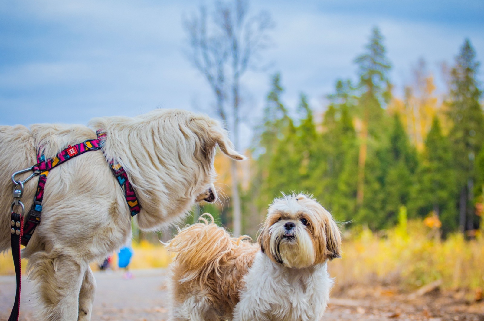 shih tzu and other dog