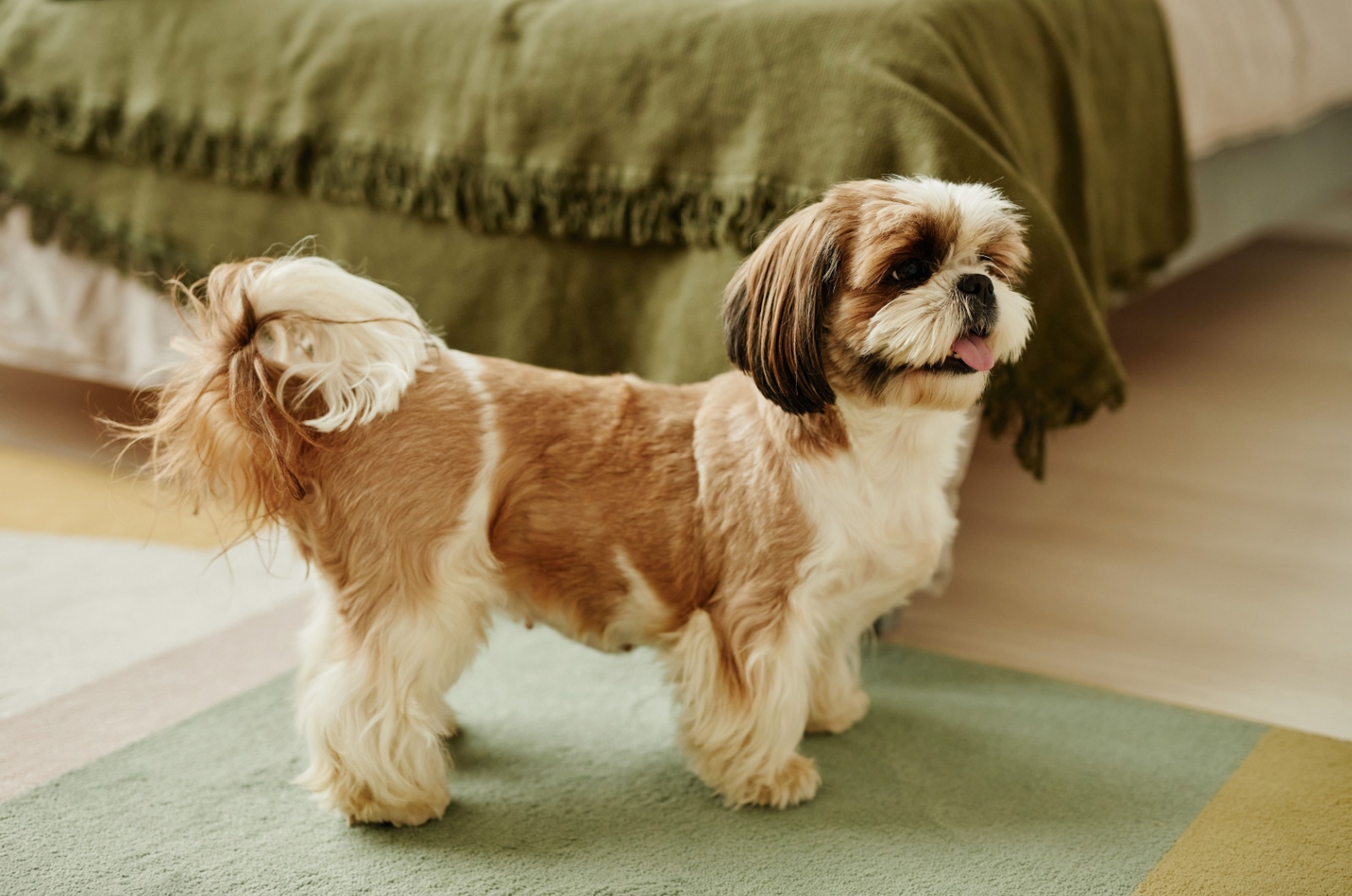 shih tzu indoors