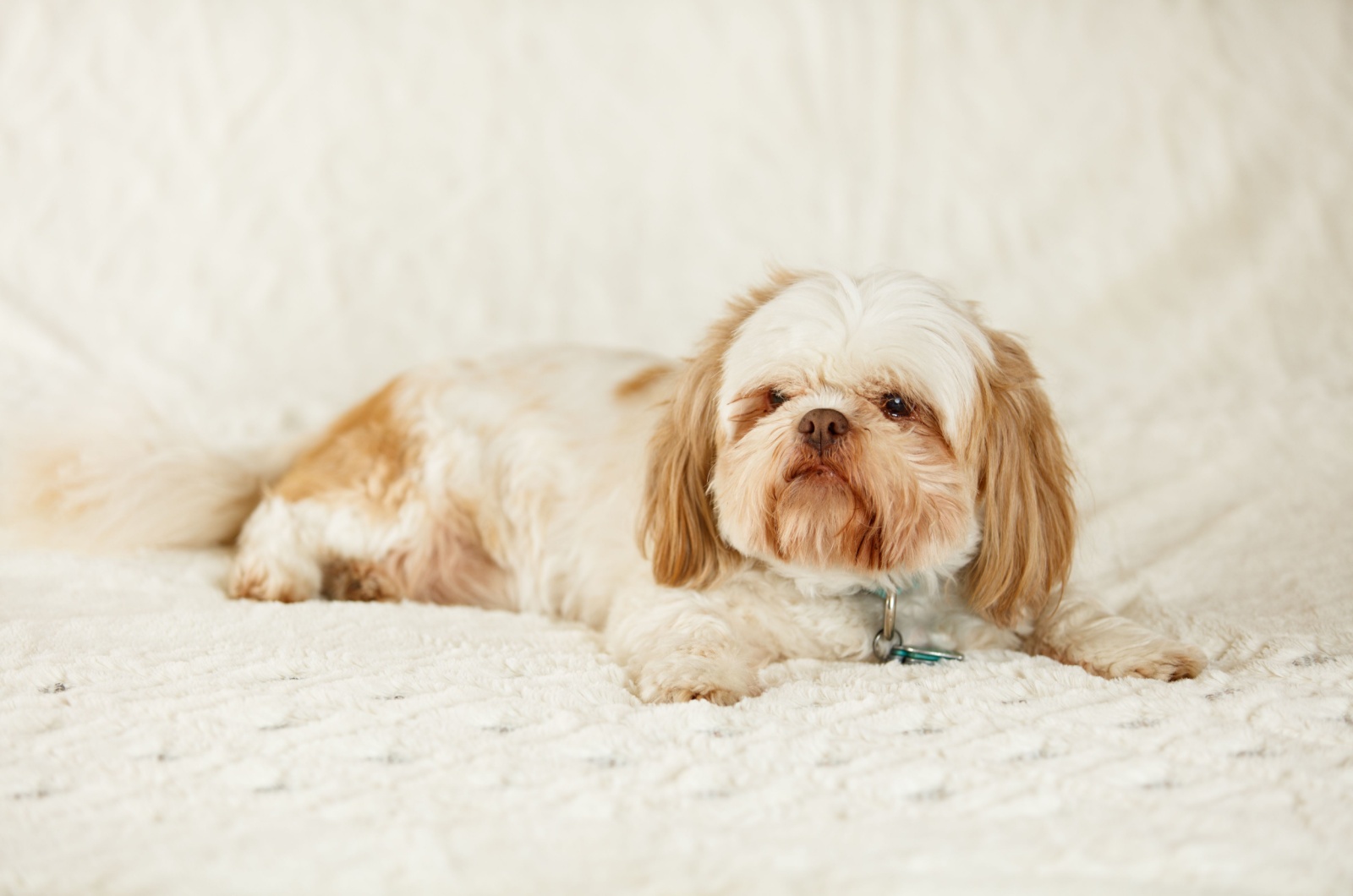 shih tzu laying