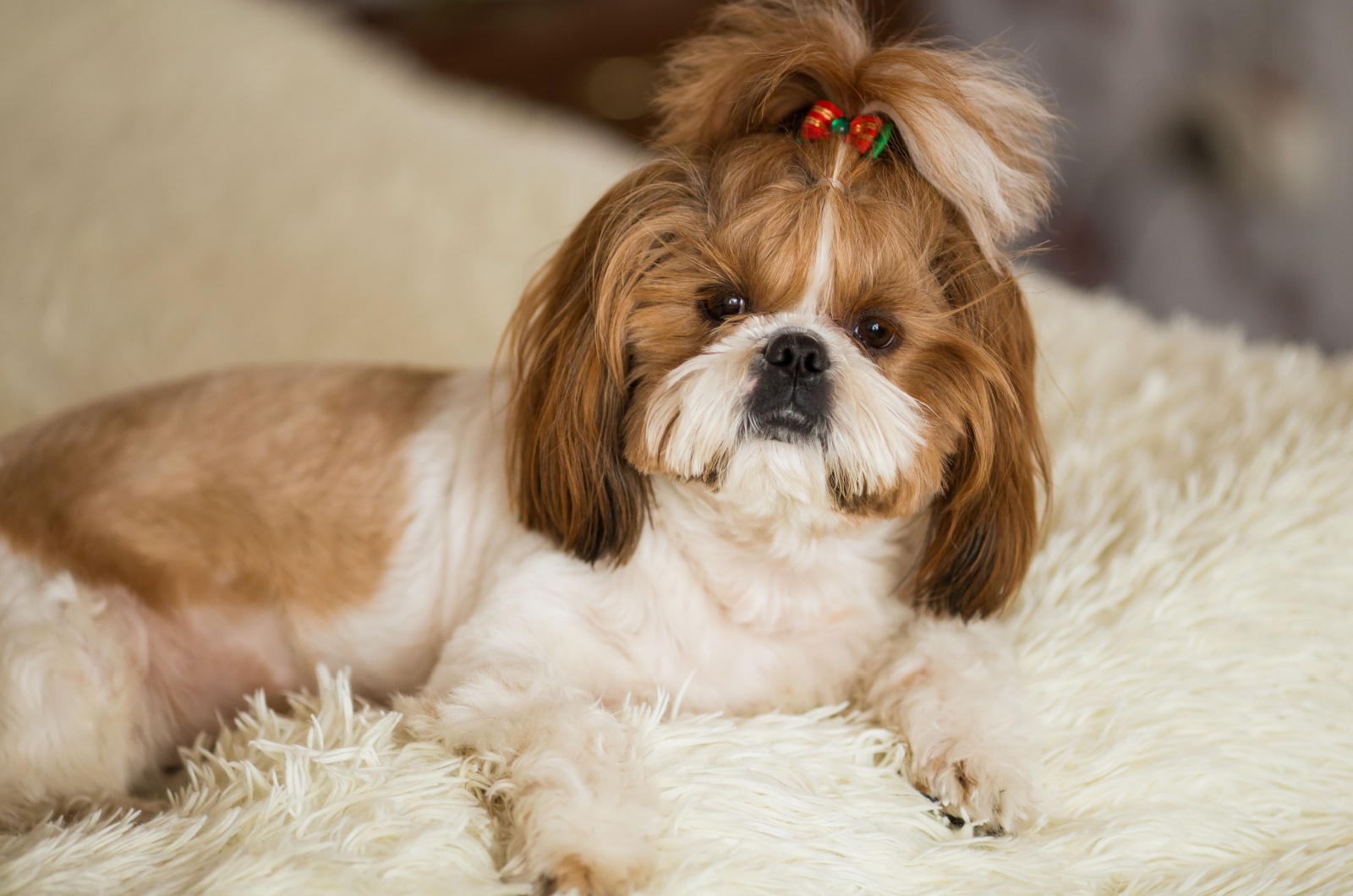 shih tzu on bed