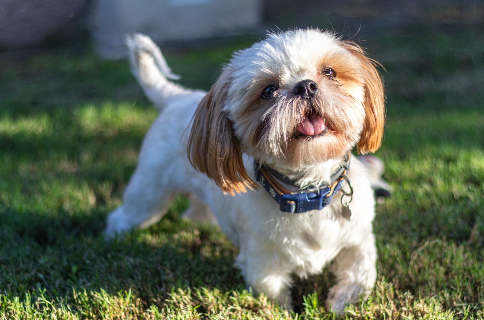 shih tzu on grass