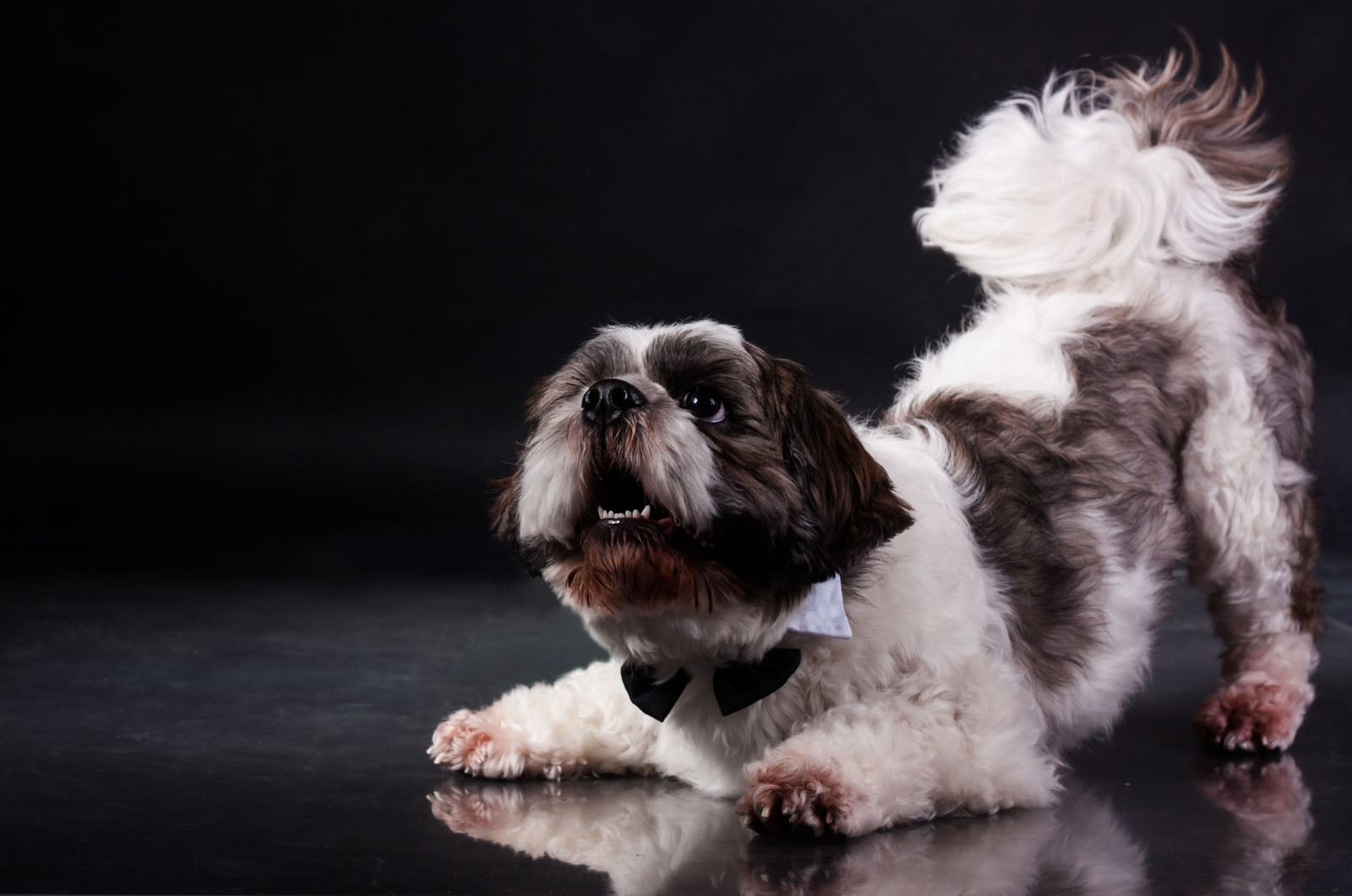 shih tzu performing tricks