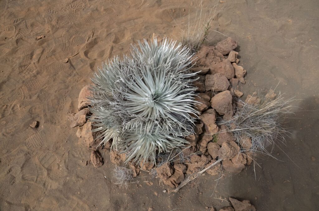 silversword plant