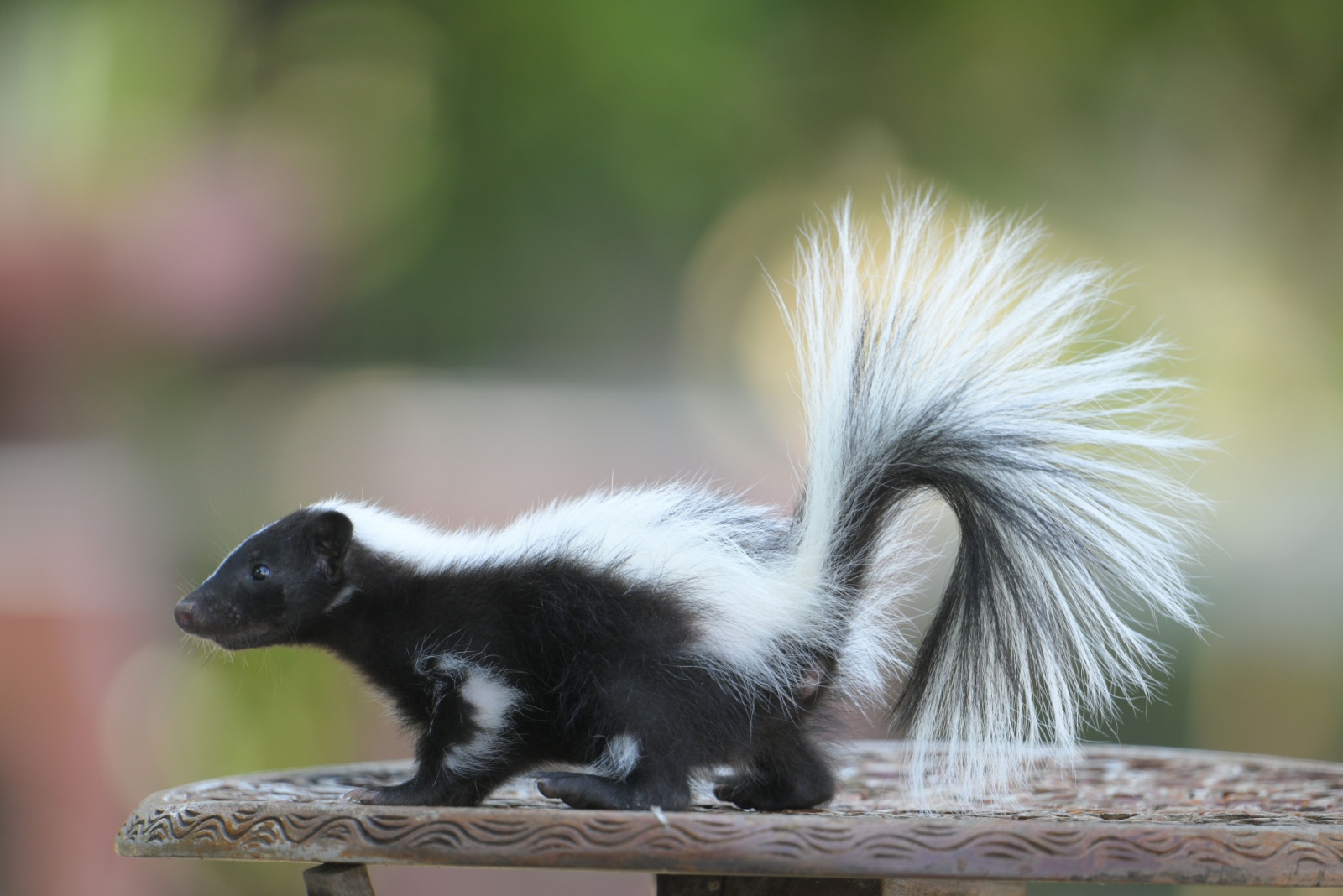 skunk