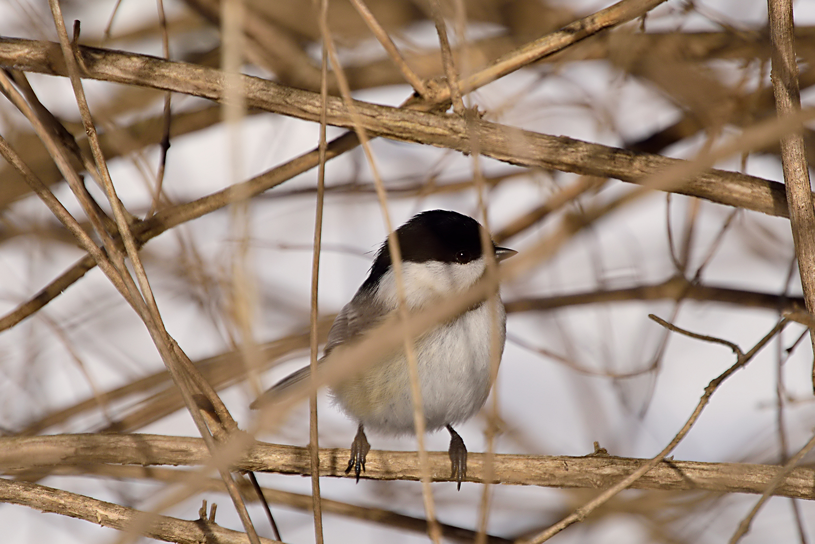 small chickadee