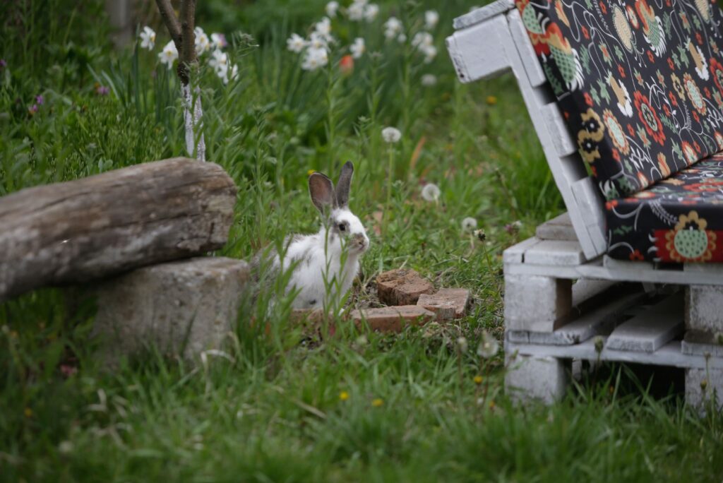 small rabbit in yard