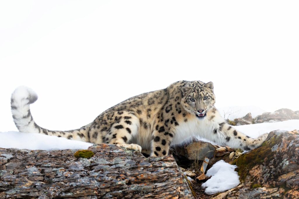 snow leopard