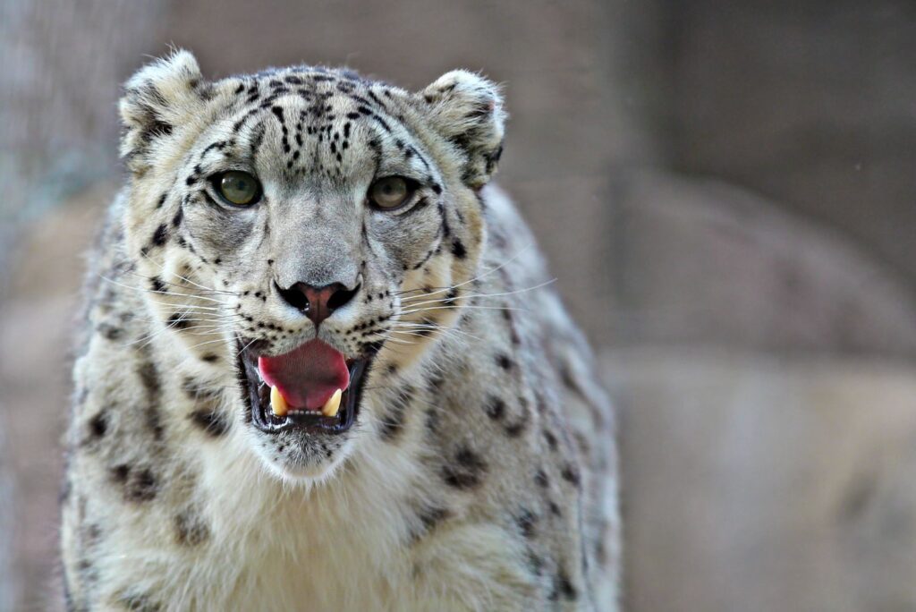 Not Common Predators 13 Fearsome Animals With No Natural Predators
