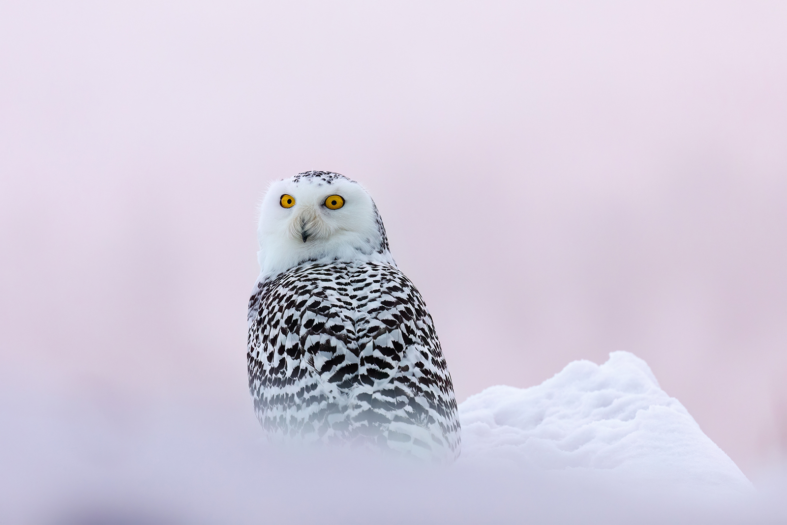 Snowy Owl 