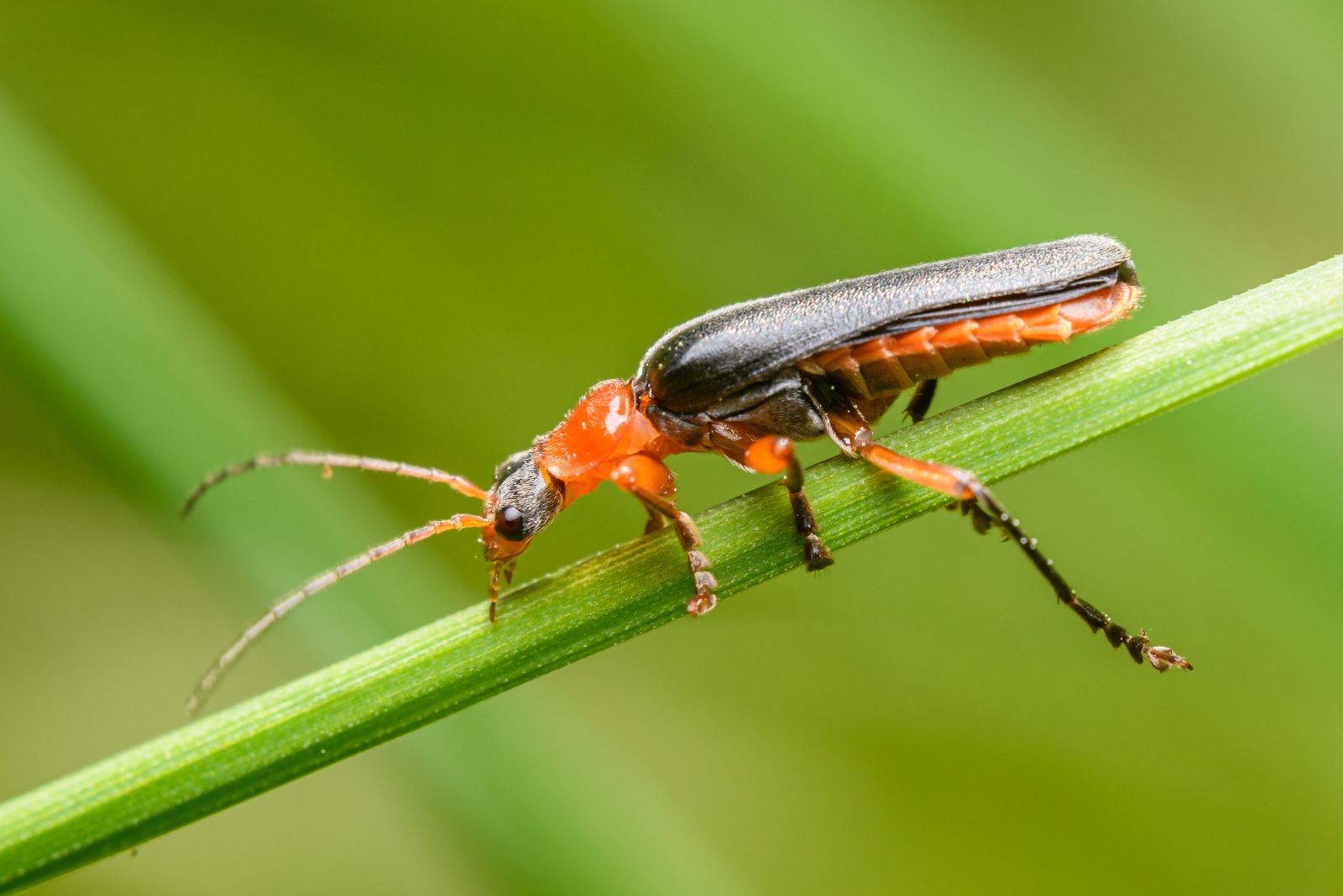 soldier beetle